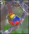 _3SB9969 painted bunting